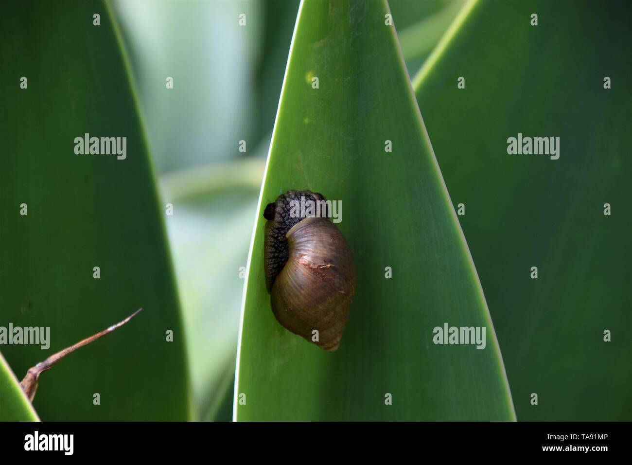 Escargot sur feuille d'agave vert closeup Banque D'Images