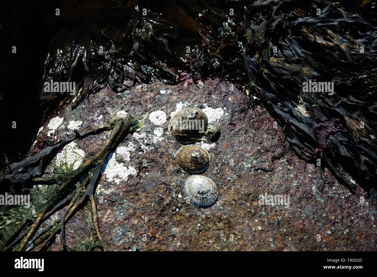 Cockle shells sont posés sur un lit de roches dans une mer Banque D'Images
