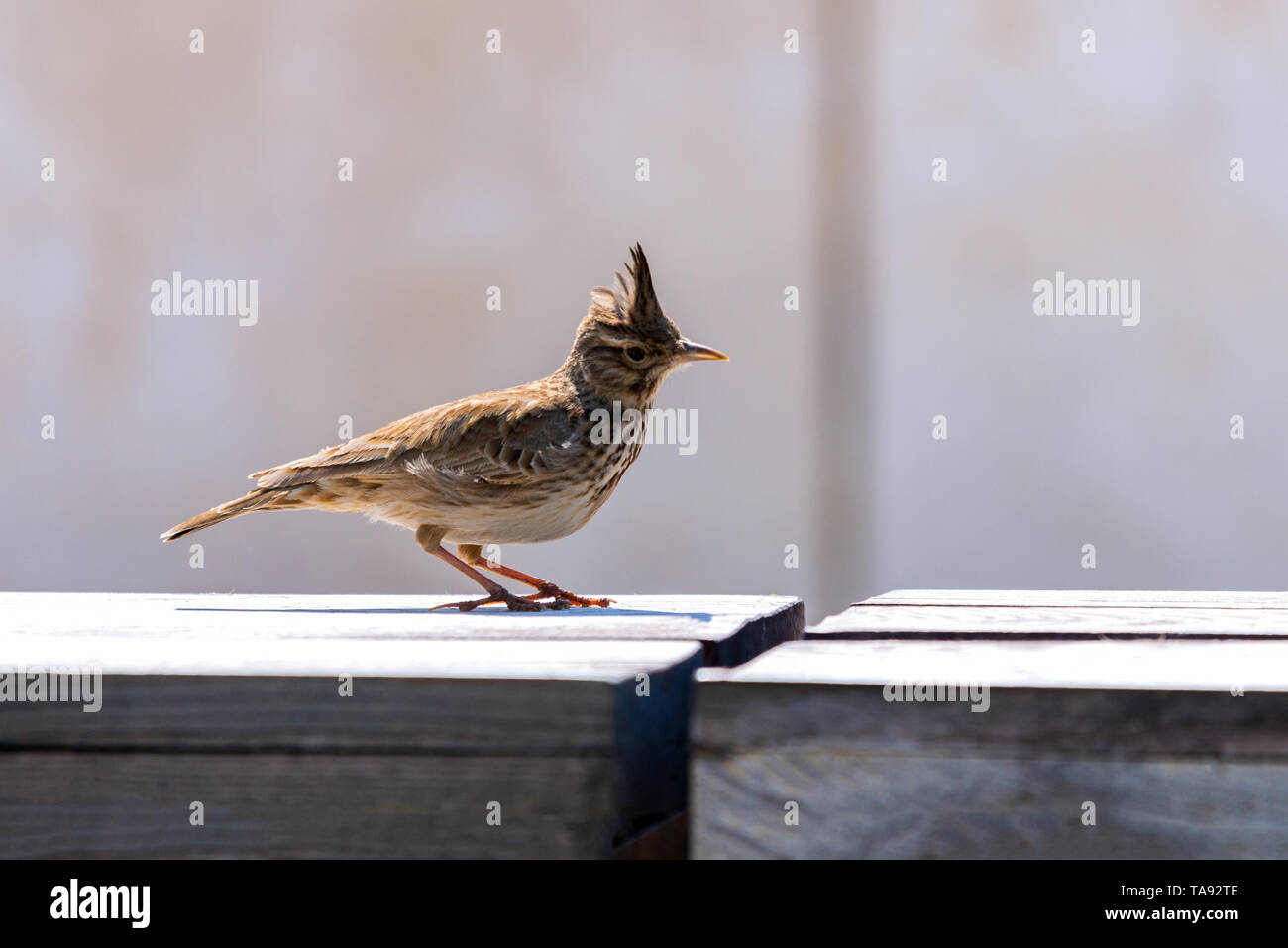 Galerida cristata Crested Lark ou oiseau. Concept Nature Banque D'Images