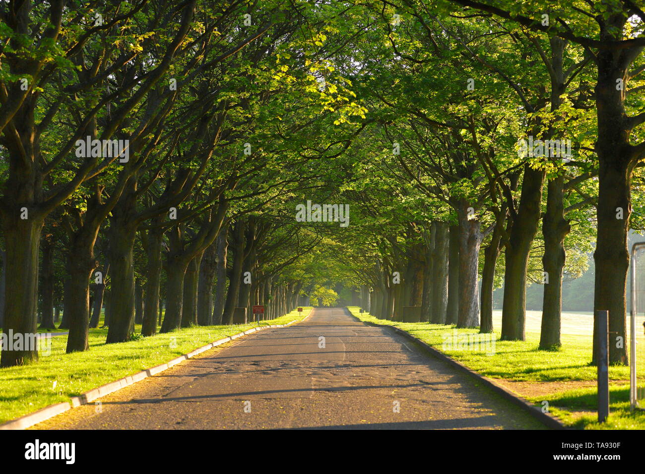 L'Avenue est une route entre deux rangées d'arbres, qui mène à Temple Newsam Estate à Leeds. Banque D'Images