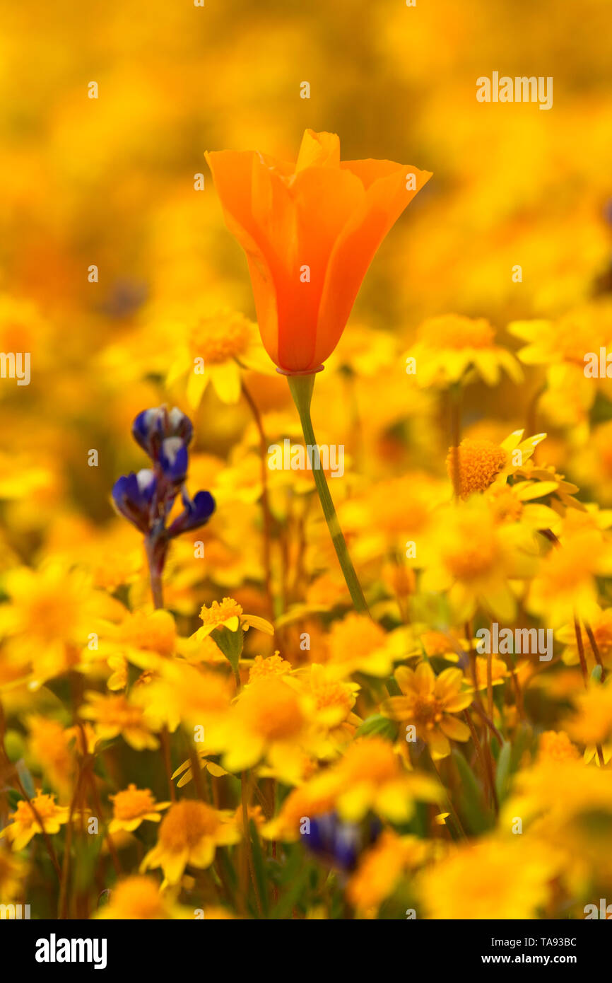 Pavot de californie avec goldfields, Shell Creek Road, San Luis Obispo County, Californie Banque D'Images