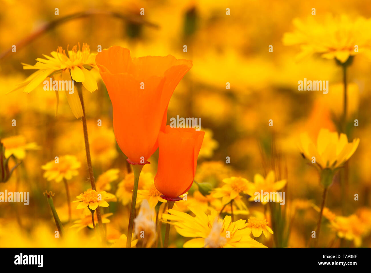 Pavot de Californie et goldfields avec pissenlit Désert, Shell Creek Road, San Luis Obispo County, Californie Banque D'Images