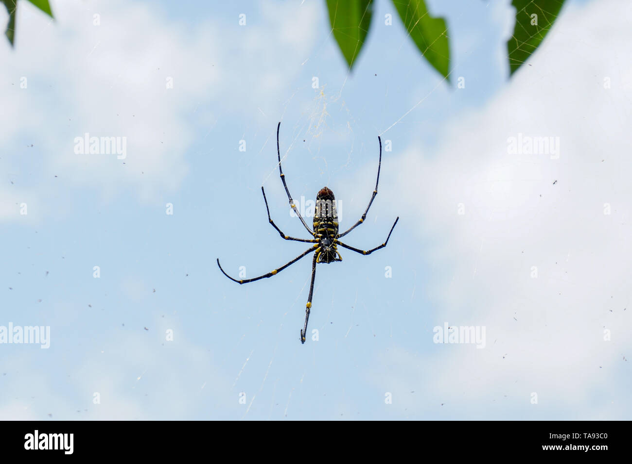 Le Nord du Golden Orb Weaver ou Golden Giant spider Nephila pilipes Orb Weaver, face ventrale. Bali, Indonésie Banque D'Images