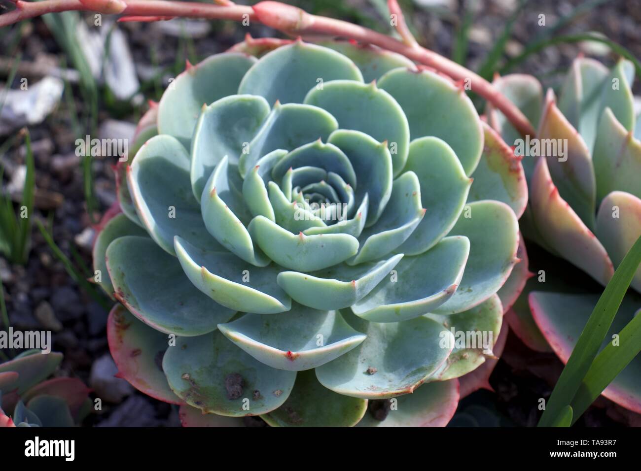 Selective focus on Echeveria Secunda, Crassulaceae plante, avec arrière-plan flou Banque D'Images