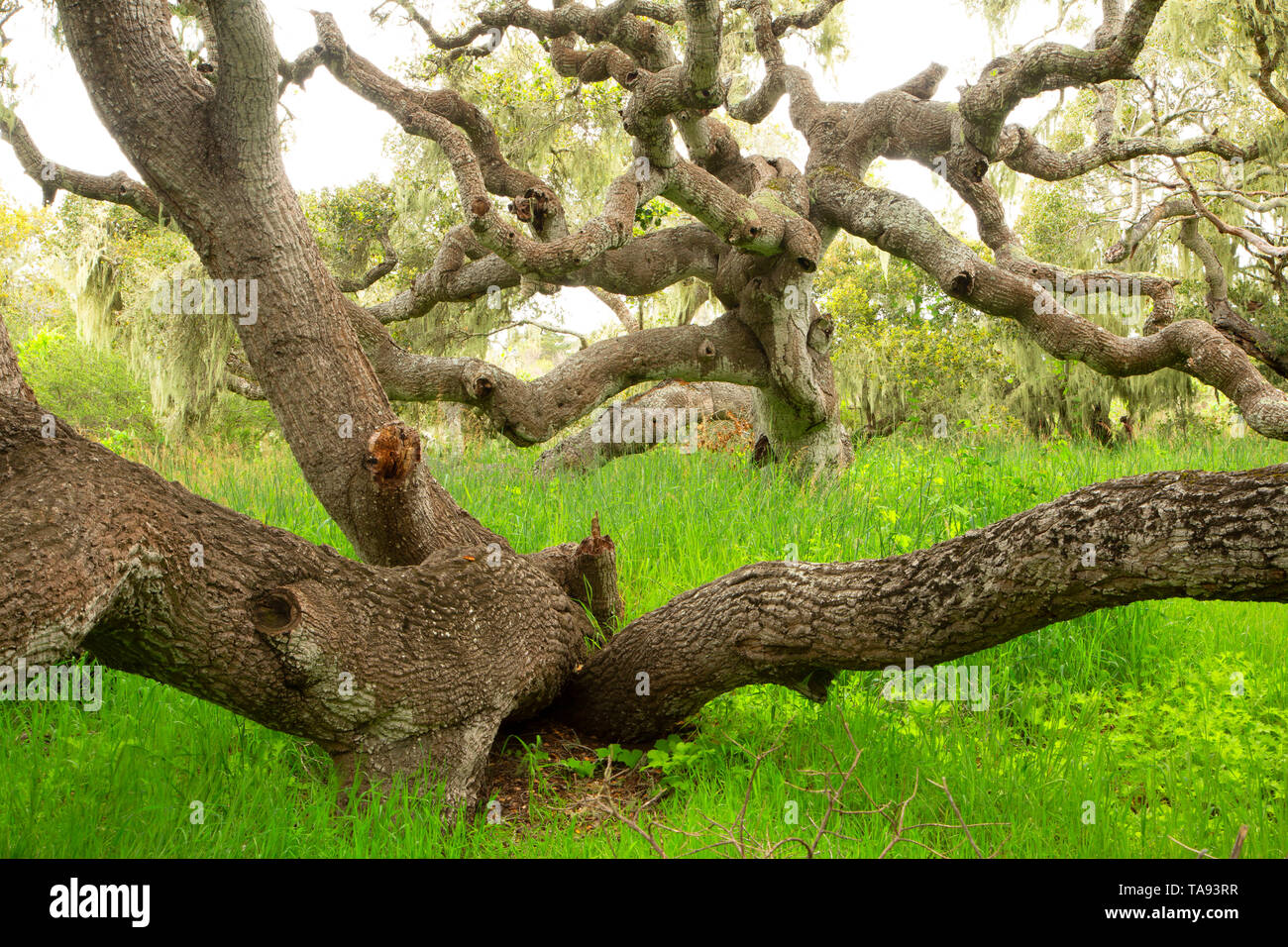 Forêt de chênes lièges Los Osos, State Park, Californie Banque D'Images