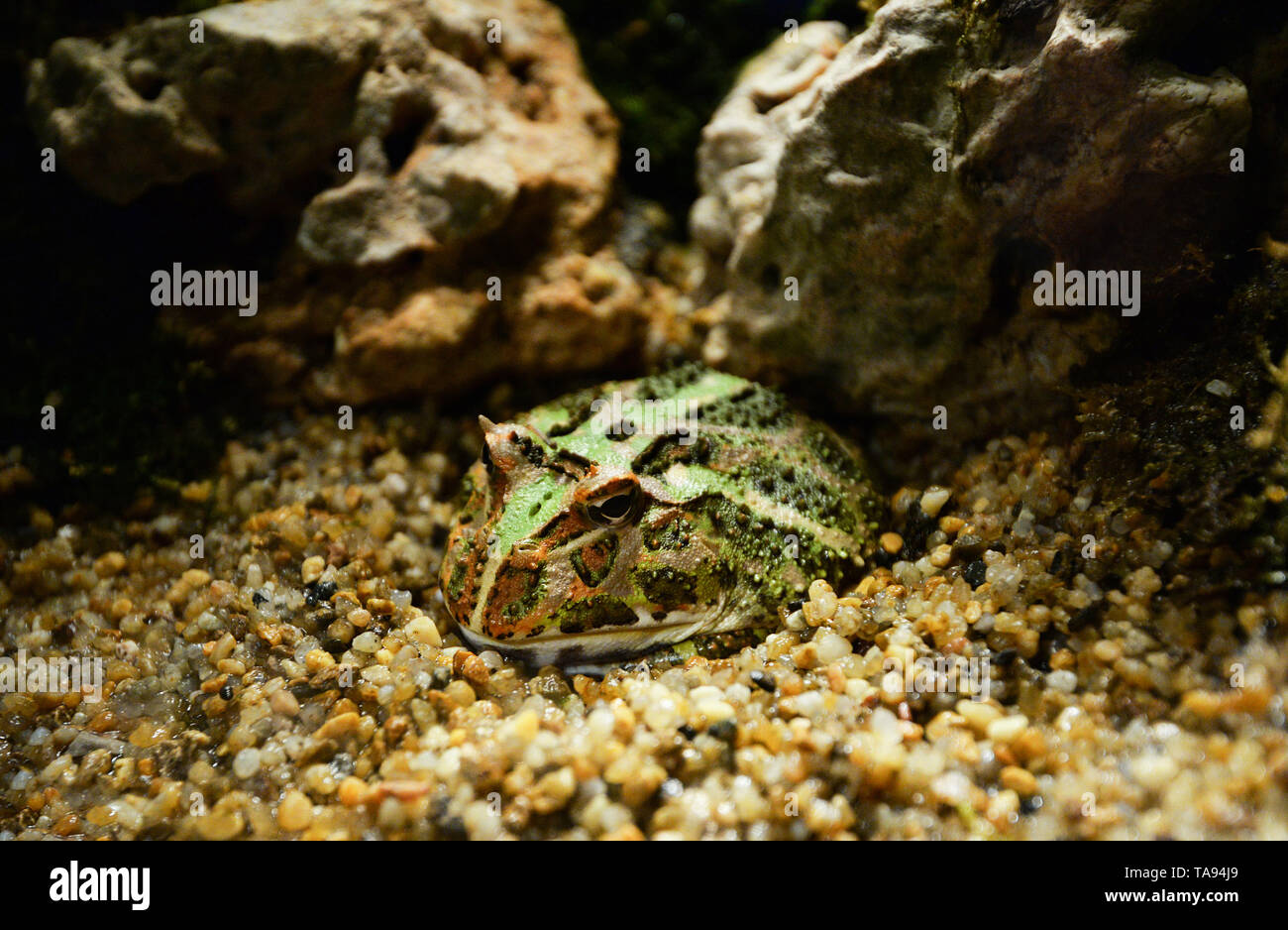 Grenouille vert avec des cornes close up / Le chachoan horned frog hide sur des rochers gravel dans la cavité - grenouille cornue d'argentine Banque D'Images