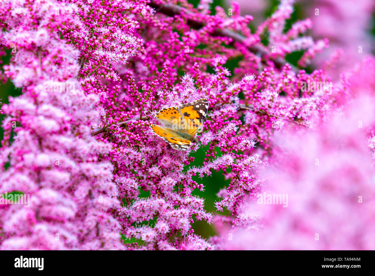 Papillon belle dame, Vanessa cardui sur les fleurs. Banque D'Images