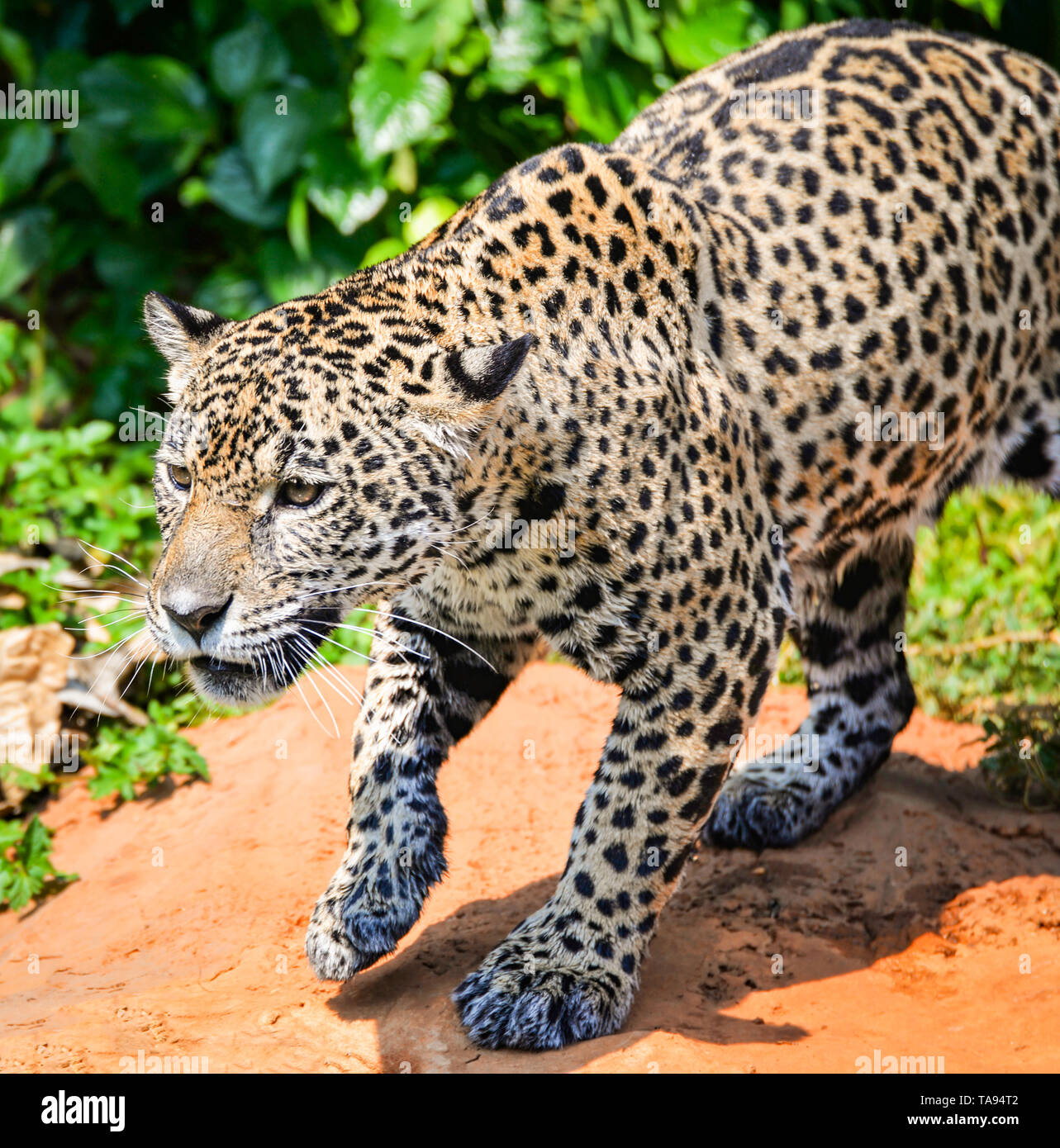 Leopard animal jaguar jaguar chasse / belle balade dans la jungle à la  traque sa proie suivi alimentaire national park - jaguar tiger hunting -  natur Photo Stock - Alamy