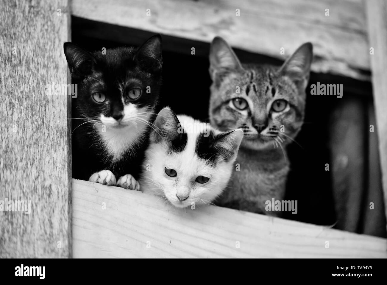 Chatons chat mignon / trois frères Monochrome chat tabby kitten sur la fenêtre à l'extérieur - Asie thai cat pet animal triste Banque D'Images