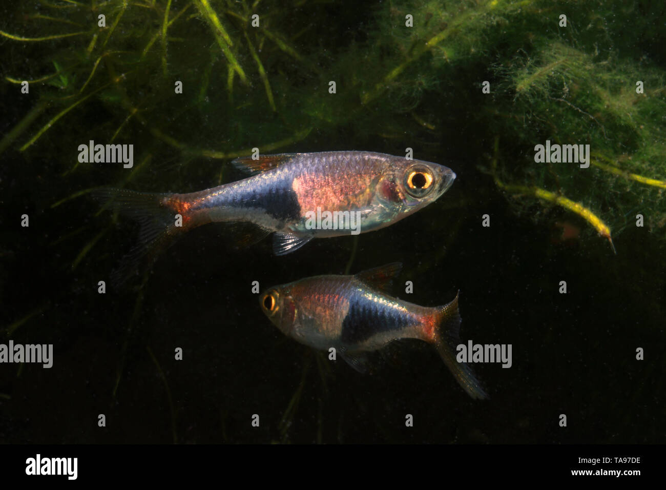 Rasbora Arlequin, belle Banque D'Images