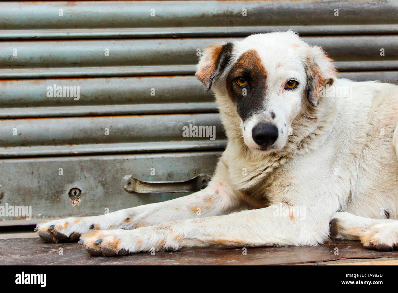 Black and white spotted dog sitting on steps. Banque D'Images