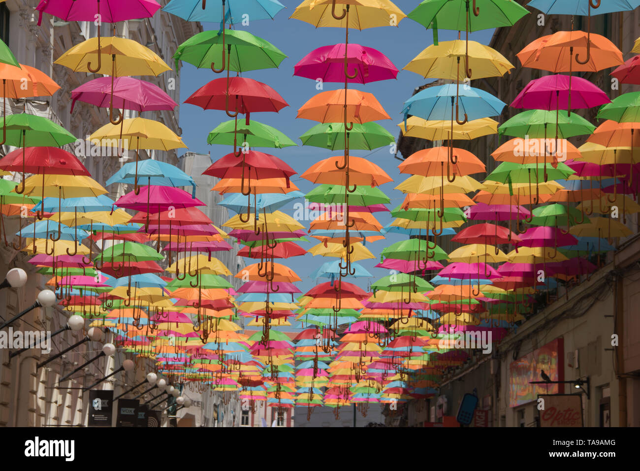 Décoration parasols colorés dans les rues de la ville de Timisoara, Roumanie Banque D'Images