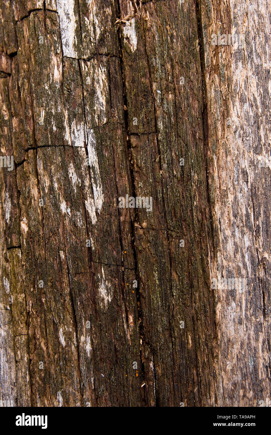 Mousse verte et la moisissure sur le vieil arbre. Fond texturé bois avec texture mousse verte Banque D'Images