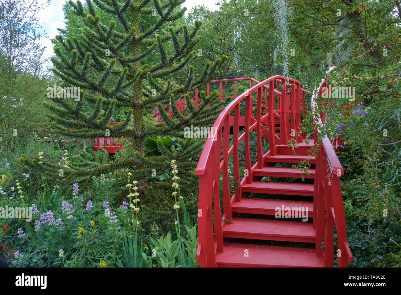 Londres, Royaume-Uni - 22 mai 2019: RHS Chelsea Trailfinders Undiscovered Latin America Show Garden.Un pont rouge mène à travers le jardin fournissant un fort Banque D'Images