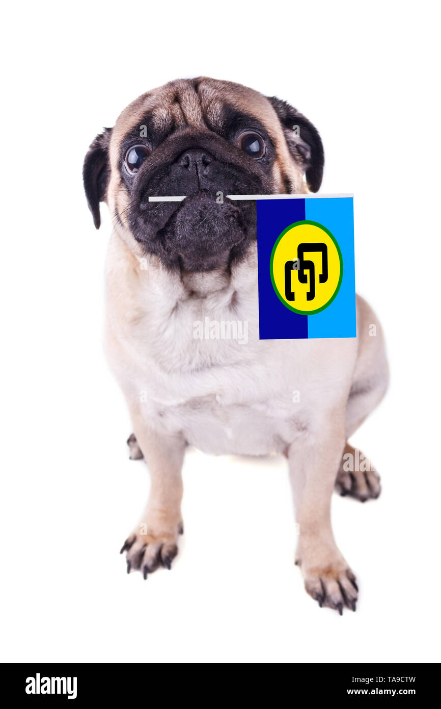 Portrait d'un chien pug avec drapeau de la communauté des Caraïbes dans la bouche. Jour de la Caricom. Isolé Banque D'Images