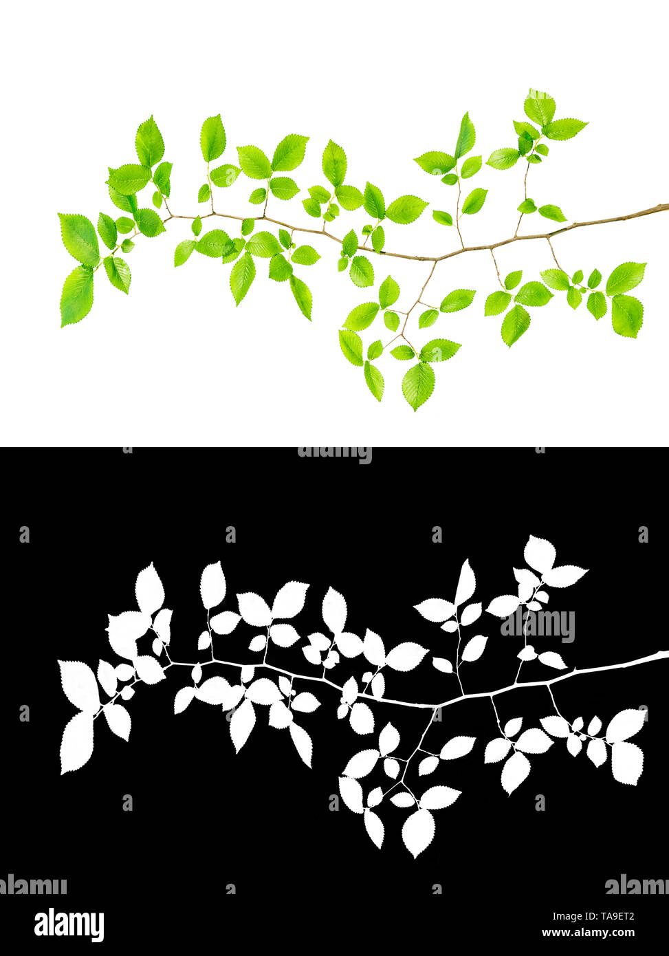 Branche de l'arbre avec des feuilles isolées avec chemin de détourage et canal alpha Banque D'Images