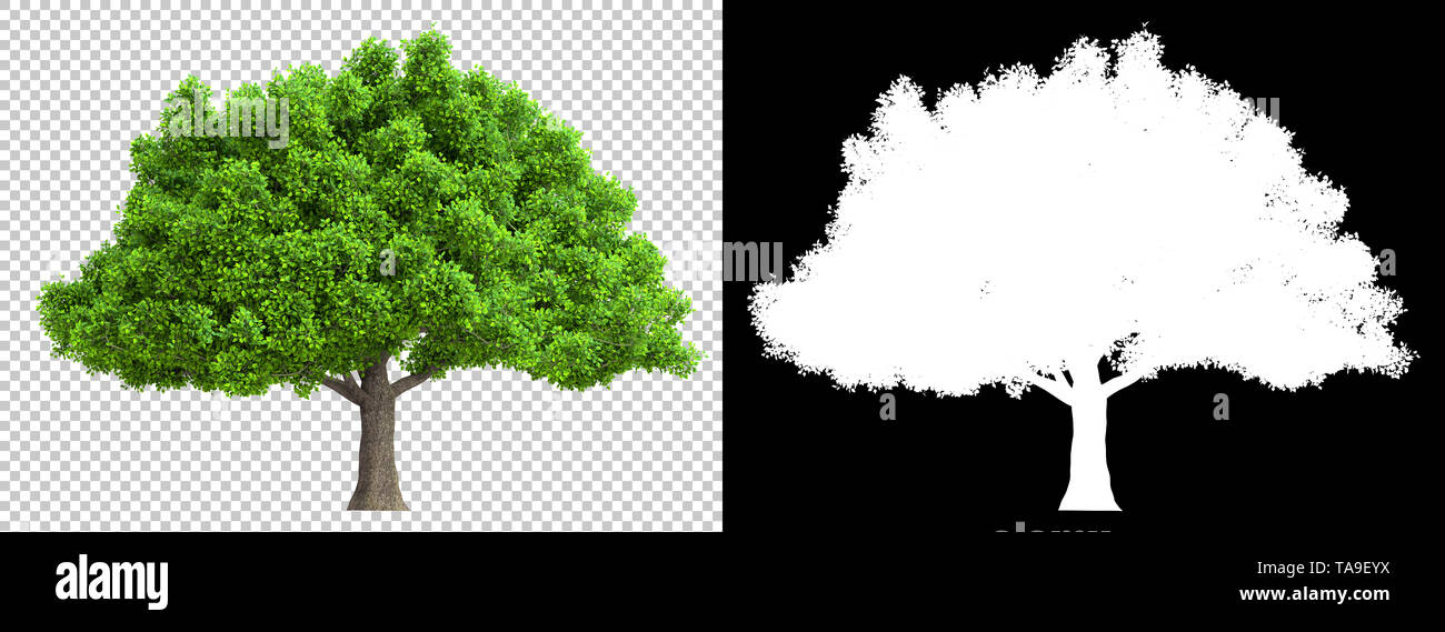 Isolés d'arbres avec des feuilles détaillées with clipping path et canal alpha Banque D'Images