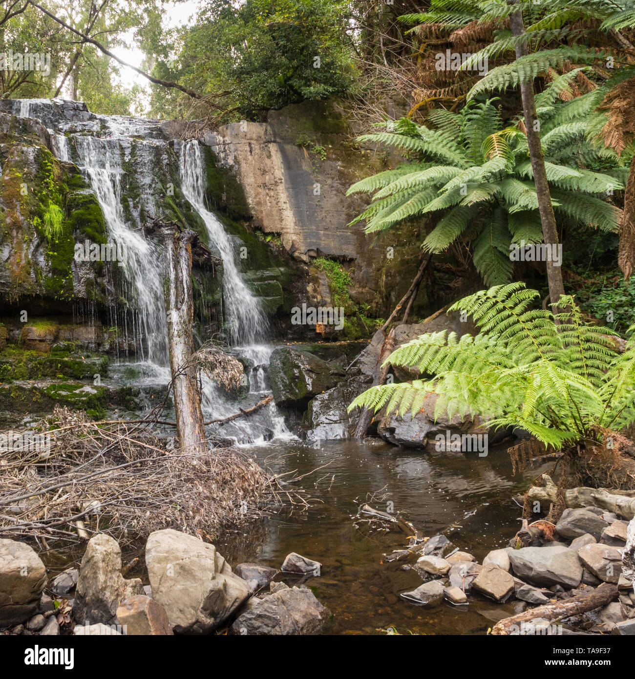 Consiists Lilydale tombe de deux chutes d'eau près de l'autre, dans la réserve, à proximité de la tombe de Lilydale canton de Lilydale en Tasmanie, Australie. Banque D'Images
