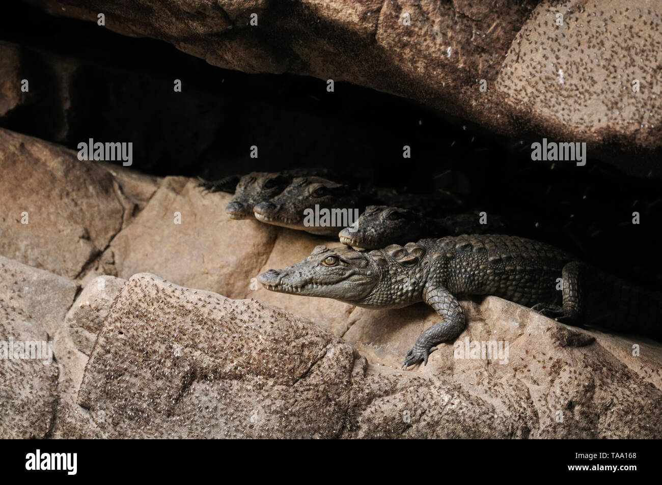 Crocodile se reposant dans la grotte peu profonde, le parc national de Ranthambore, Rajasthan, Inde, Asie Banque D'Images