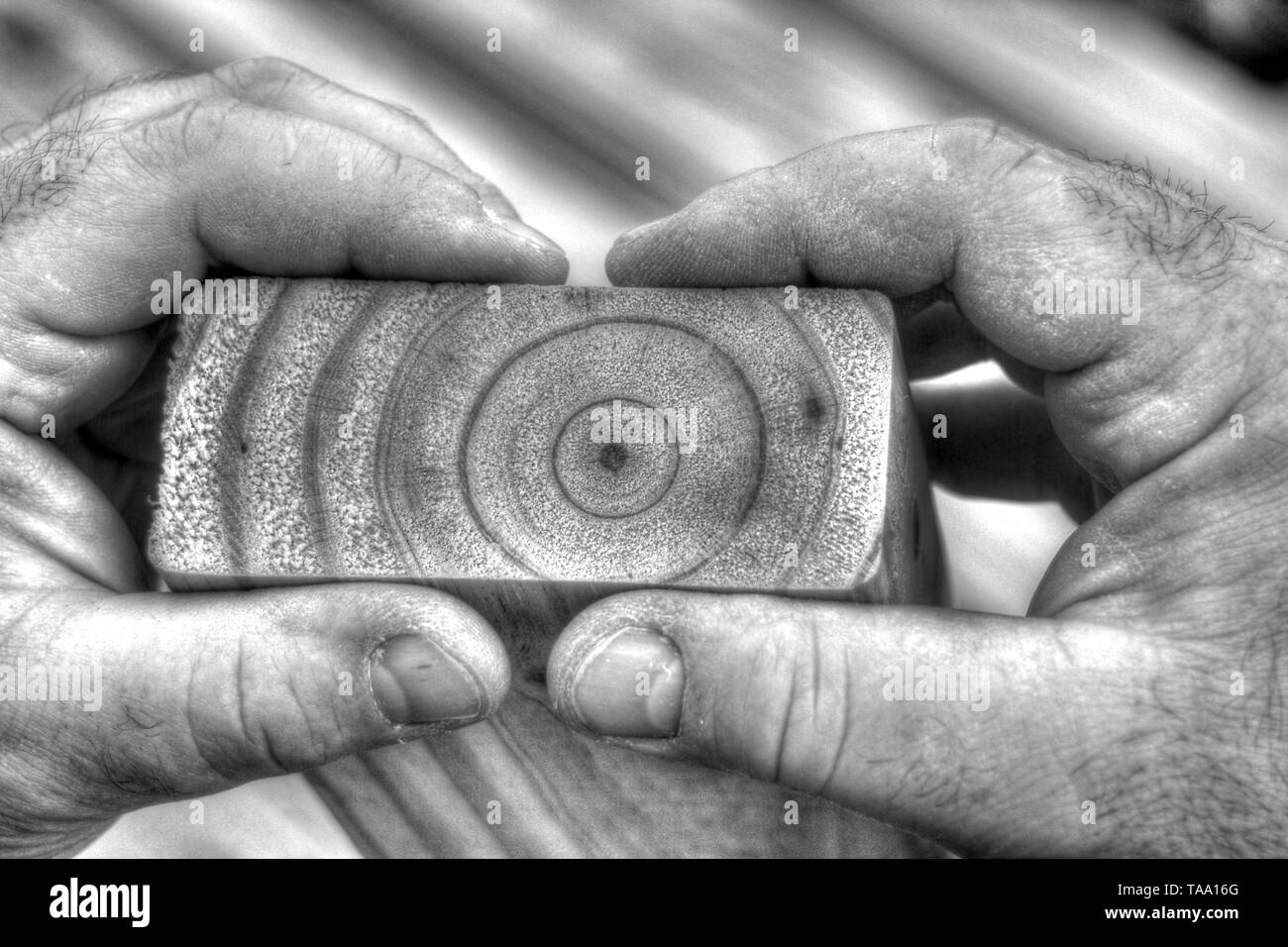 Photo noire et blanche de Man's Hands Holding 2x4 dispose de grain du bois Bois / tree rings montrant. Banque D'Images