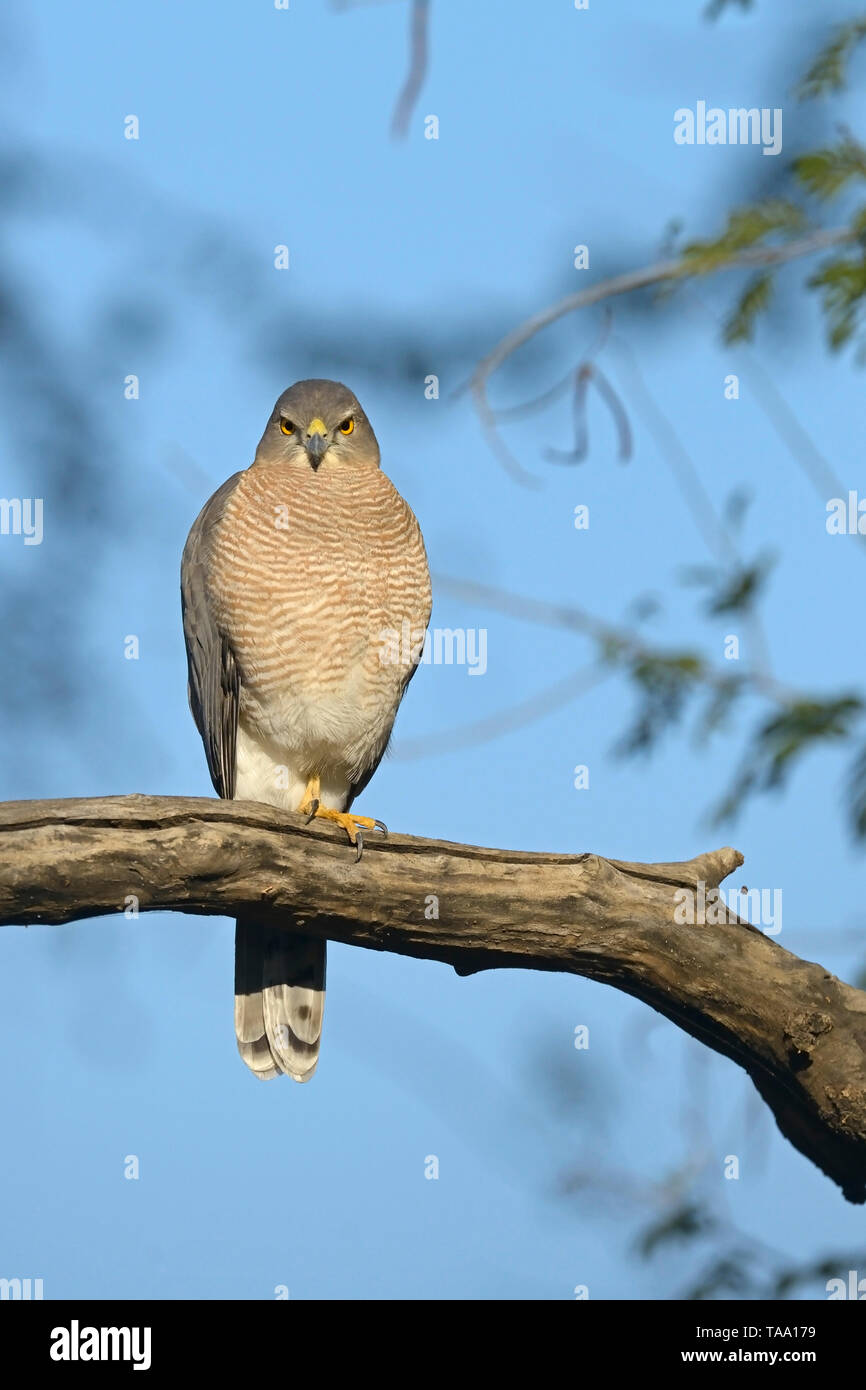 Shakira sur branch, Ranthambhore national park, Rajasthan, Inde, Asie Banque D'Images