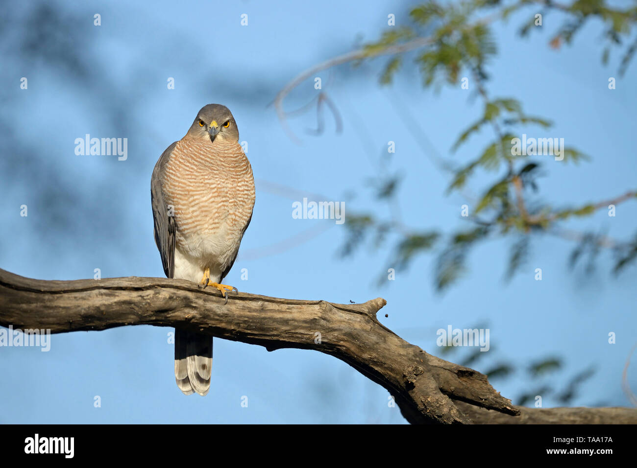 Shakira sur branch, Ranthambhore national park, Rajasthan, Inde, Asie Banque D'Images
