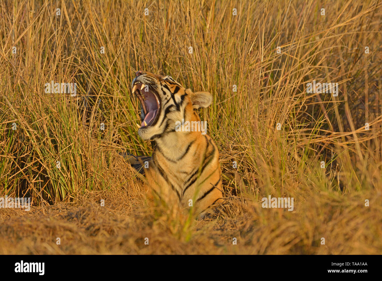 Tigre du Bengale, le parc national de Ranthambore, Rajasthan, Inde, Asie Banque D'Images