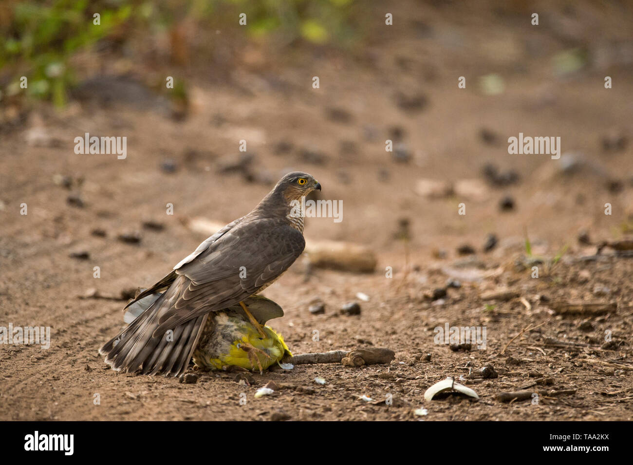 Sparrow hawk eurasien attaquer Treron phoenicoptera, Ranthambhore, Rajasthan, Inde, Asie Banque D'Images