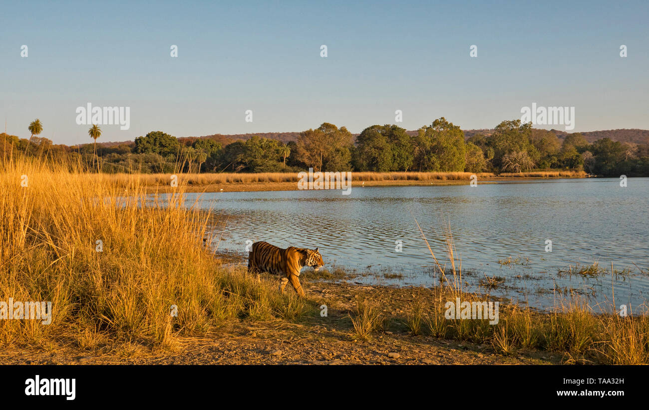 Tigre dans le parc national de Ranthambhore, Rajasthan, Inde, Asie Banque D'Images