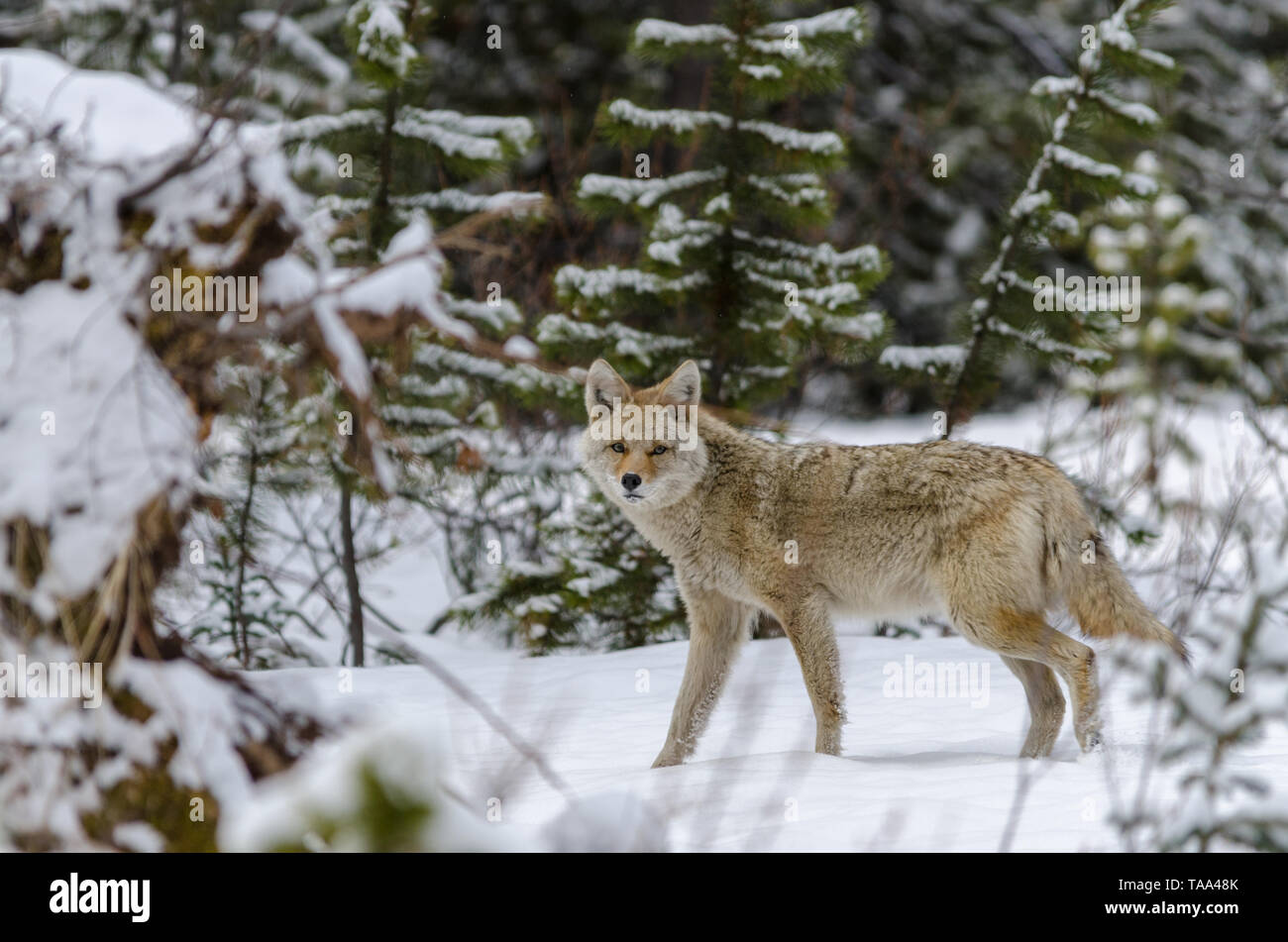 Coyote sauvage passé à pied dans la neige profonde dans les bois Banque D'Images