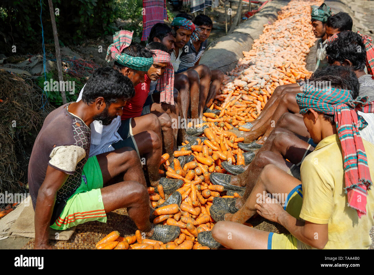 Les travailleurs utilisant leurs pieds pour frotter le sol des carottes avant de les envoyer aux marchés. Manikganj, au Bangladesh. Banque D'Images