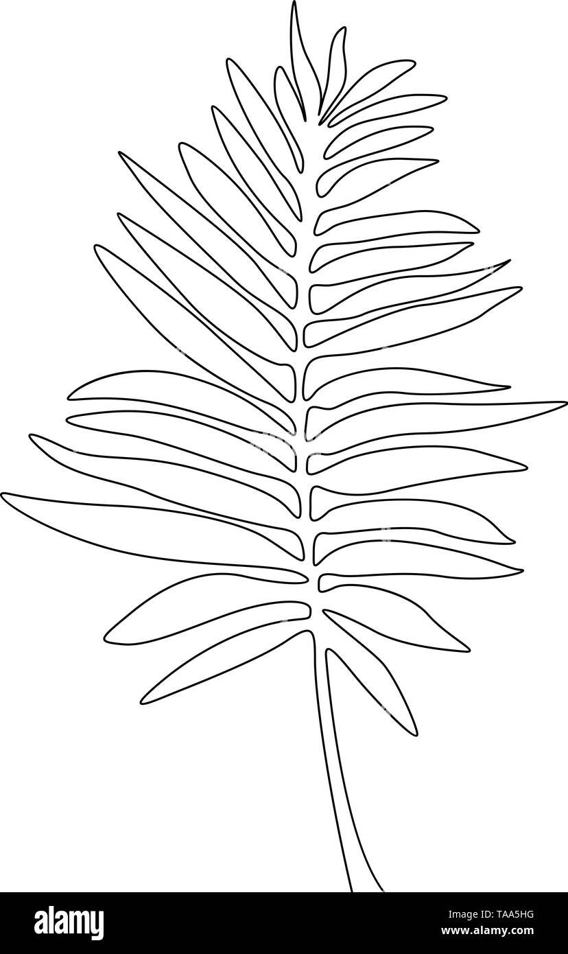 Feuille De Palmier Dessin Facile Un dessin de feuille de palmier d'arec. Ligne continue des plantes  tropicales exotiques Image Vectorielle Stock - Alamy