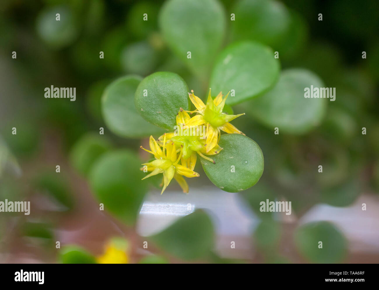 Stonecrop Sedum (Japonais doré ogon makinoi) fleurs et feuillage. C'est une toute petite, l'épandage à feuilles, la couverture du sol Sedum qui est connu pour ses chambres lumineuses Banque D'Images