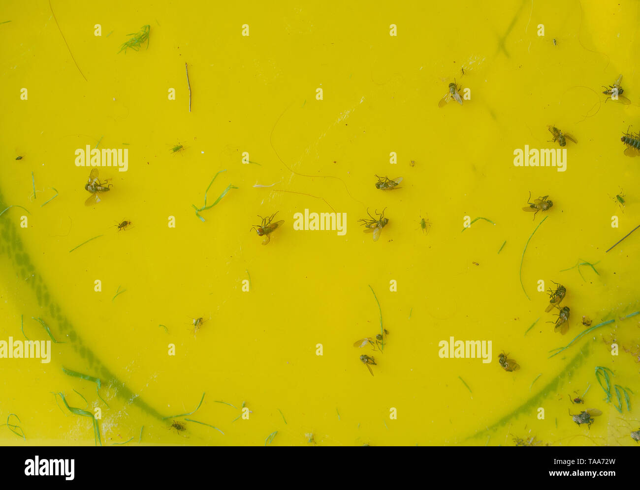 Les mouches et les insectes collés sur papier jaune. Une mouche-massacre dispositif constitué de papier enduit d'un doucement parfumé, mais extrêmement collante ou toxique le par. Banque D'Images