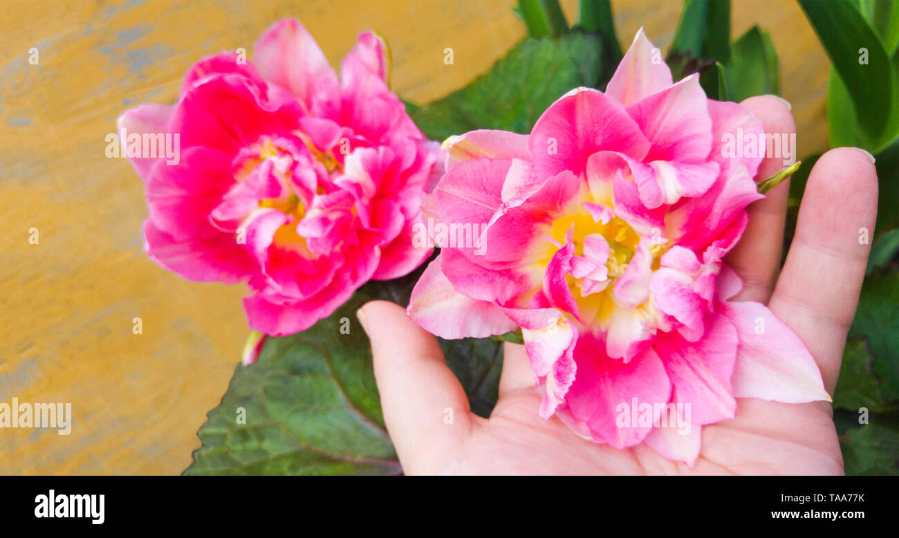Double Finola tulip. Belle fleur rose dans la main de femme. Variété de tulipe comme une pivoine Banque D'Images