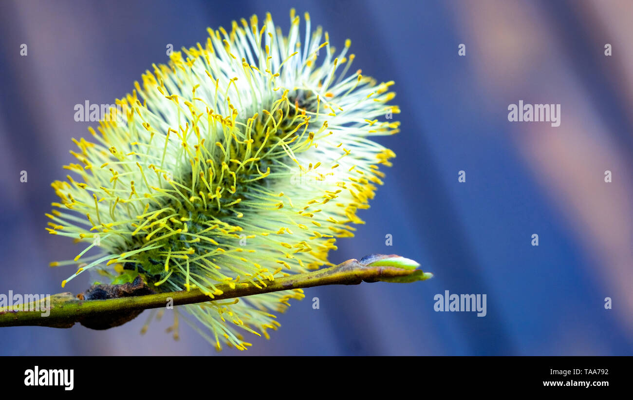 Pussy Willow fleurit en printemps. Nom scientifique Salix alba soient en fleur macro-vision Banque D'Images