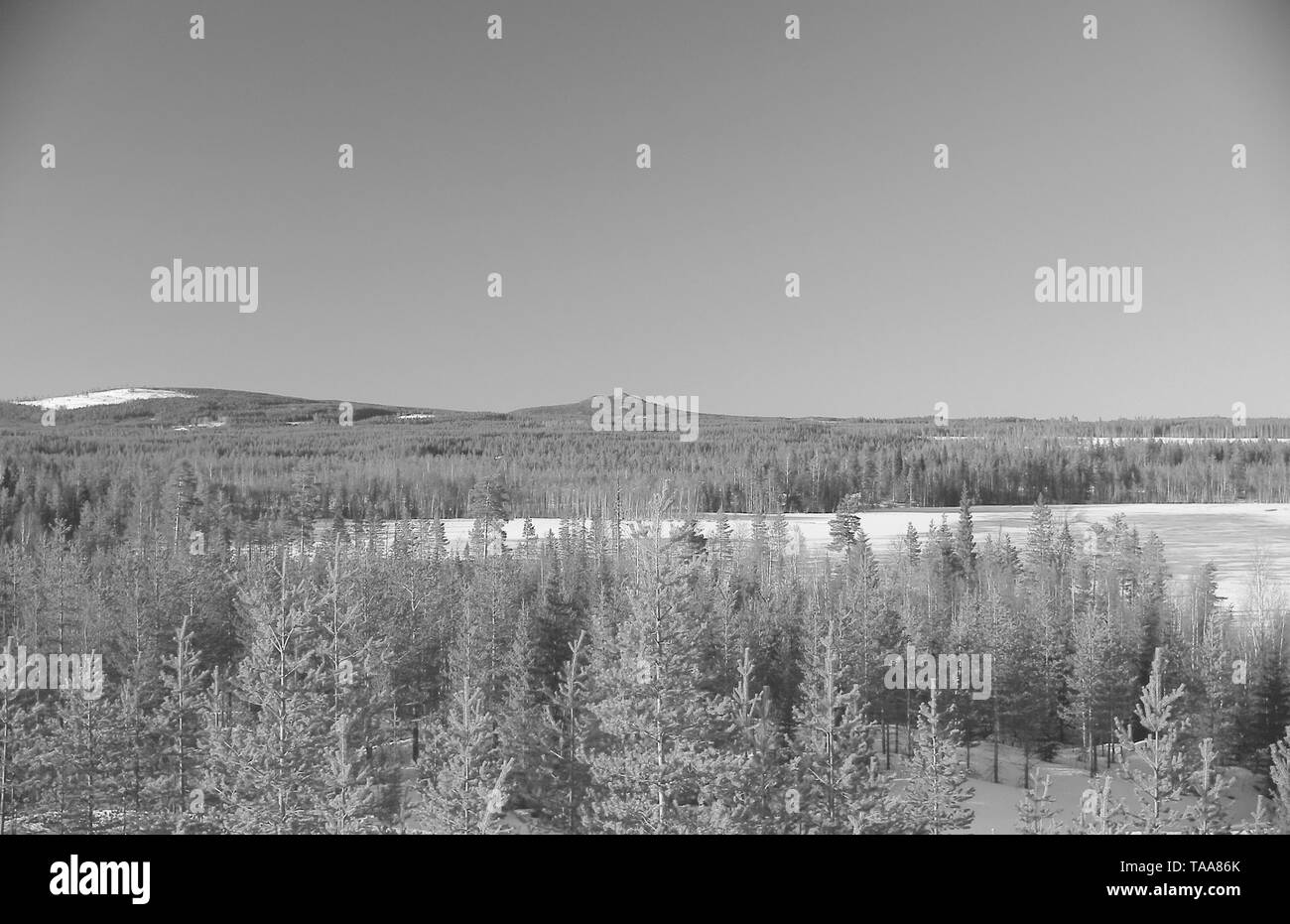 La photographie noir et blanc de paysage de forêt près de Granbergsliden en Laponie. Banque D'Images