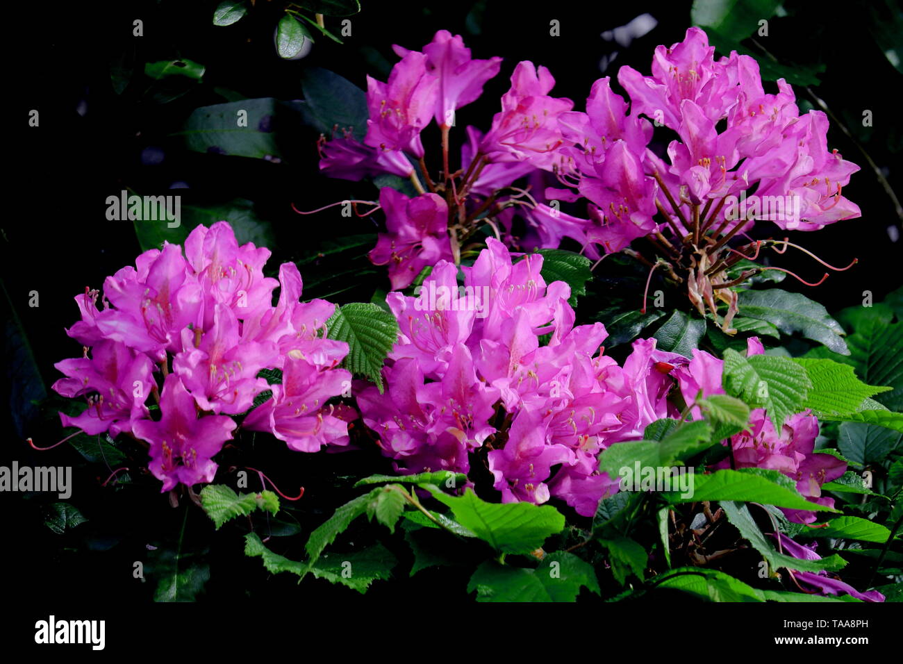 Rhododendron ponticum rhododendron commun, appelé pontique ou rhododendron, est une espèce de Rhododendron originaire du sud de l'Europe et l'Asie du Sud-Ouest. Banque D'Images