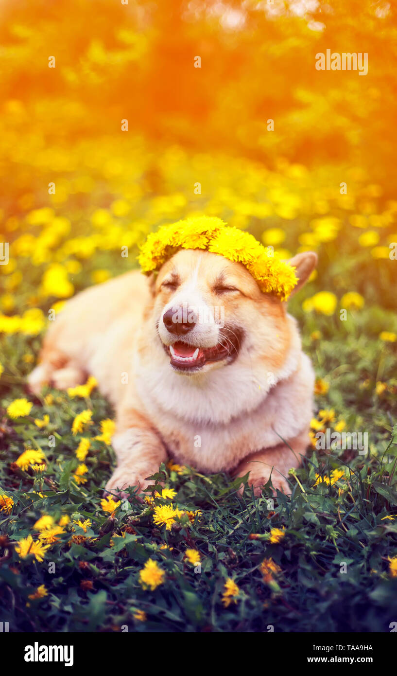 Beau petit chiot Corgi rouge se trouve sur le terrain avec pissenlits jaunes dans une gerbe de fleurs sur une journée de printemps ensoleillée Banque D'Images