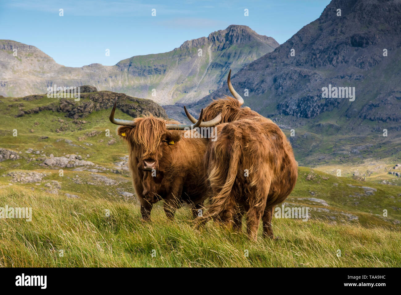 Highland cattle dans l'île de Rum Banque D'Images