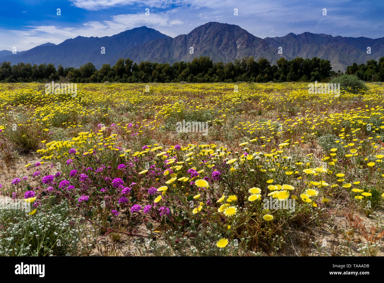 Les fleurs sauvages du désert qui fleurit dans le parc d'état d'Anza-Borrego dans le Superbloom 2019, Californie, USA. Banque D'Images