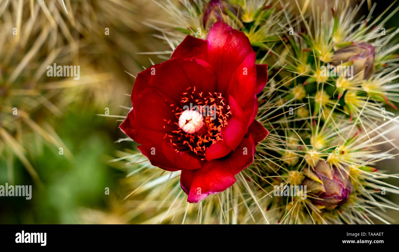 Cholla cactus du désert qui fleurit dans l'Anza-Borrego State Park, Californie, USA. Banque D'Images