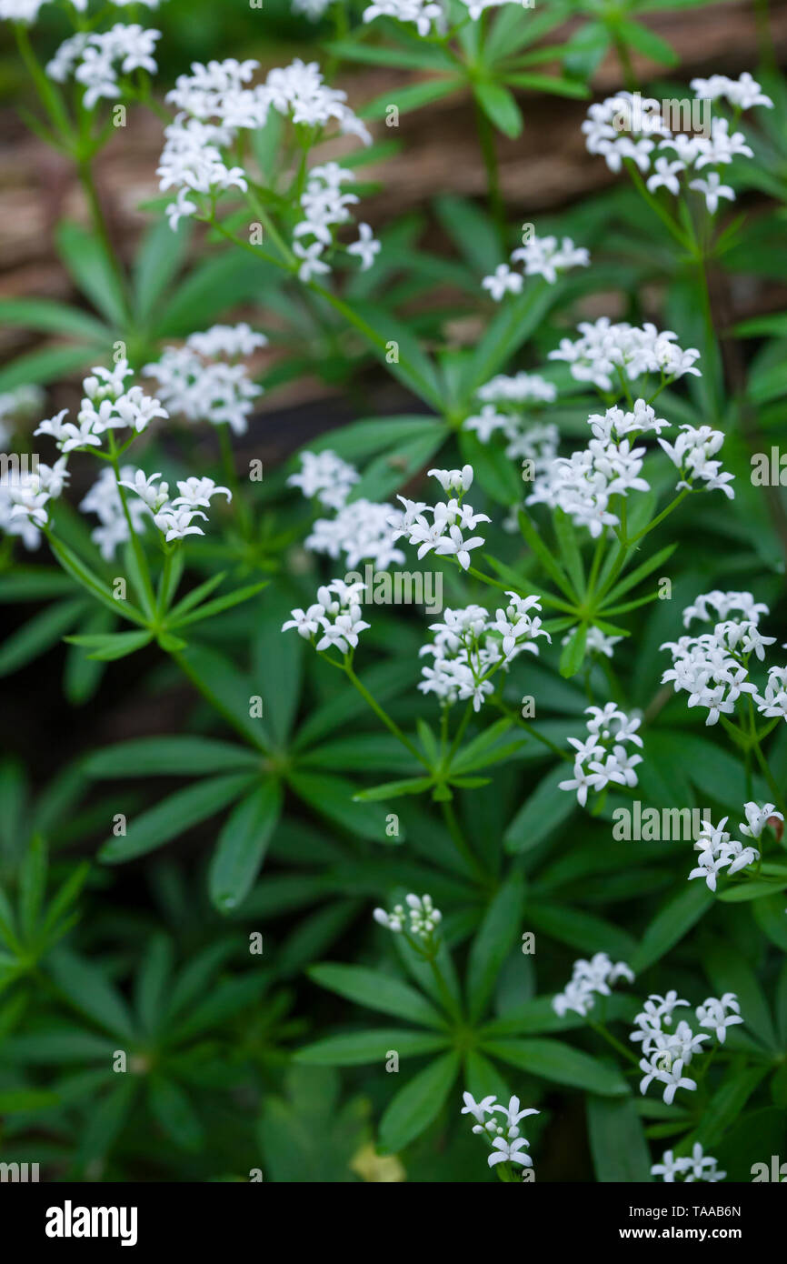 Wald-Meister Wohlriechendes, Waldmeister, Galium odoratum, Labkraut, Sweet Woodruff, sweetscented le gaillet, Woodruff, wild Baby's Breath, le Spa Balmoral Banque D'Images