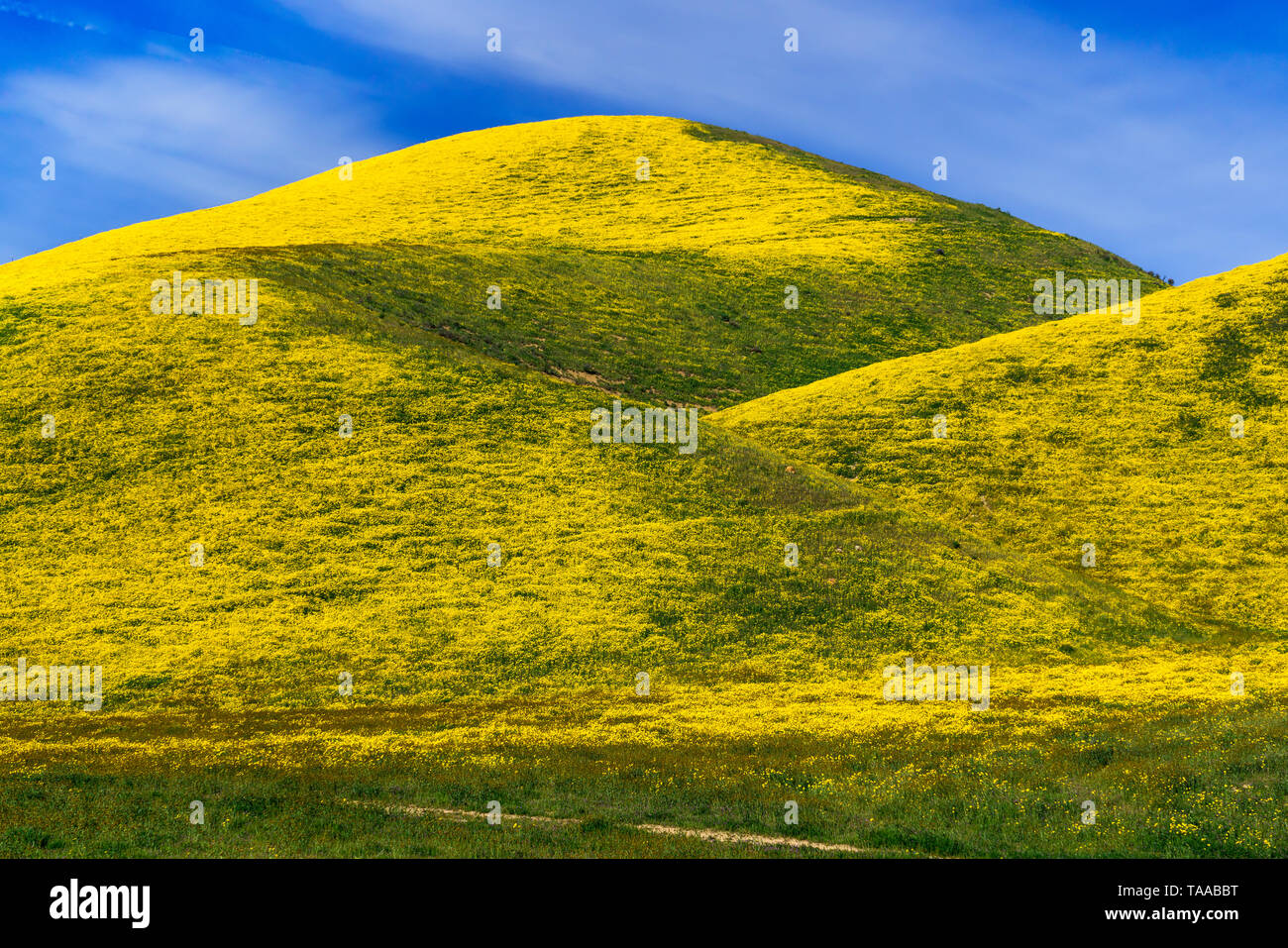 La Plaine Carizzo National Monument avec fleurs sauvages des 2019 Superbloom, Californie, USA. Banque D'Images