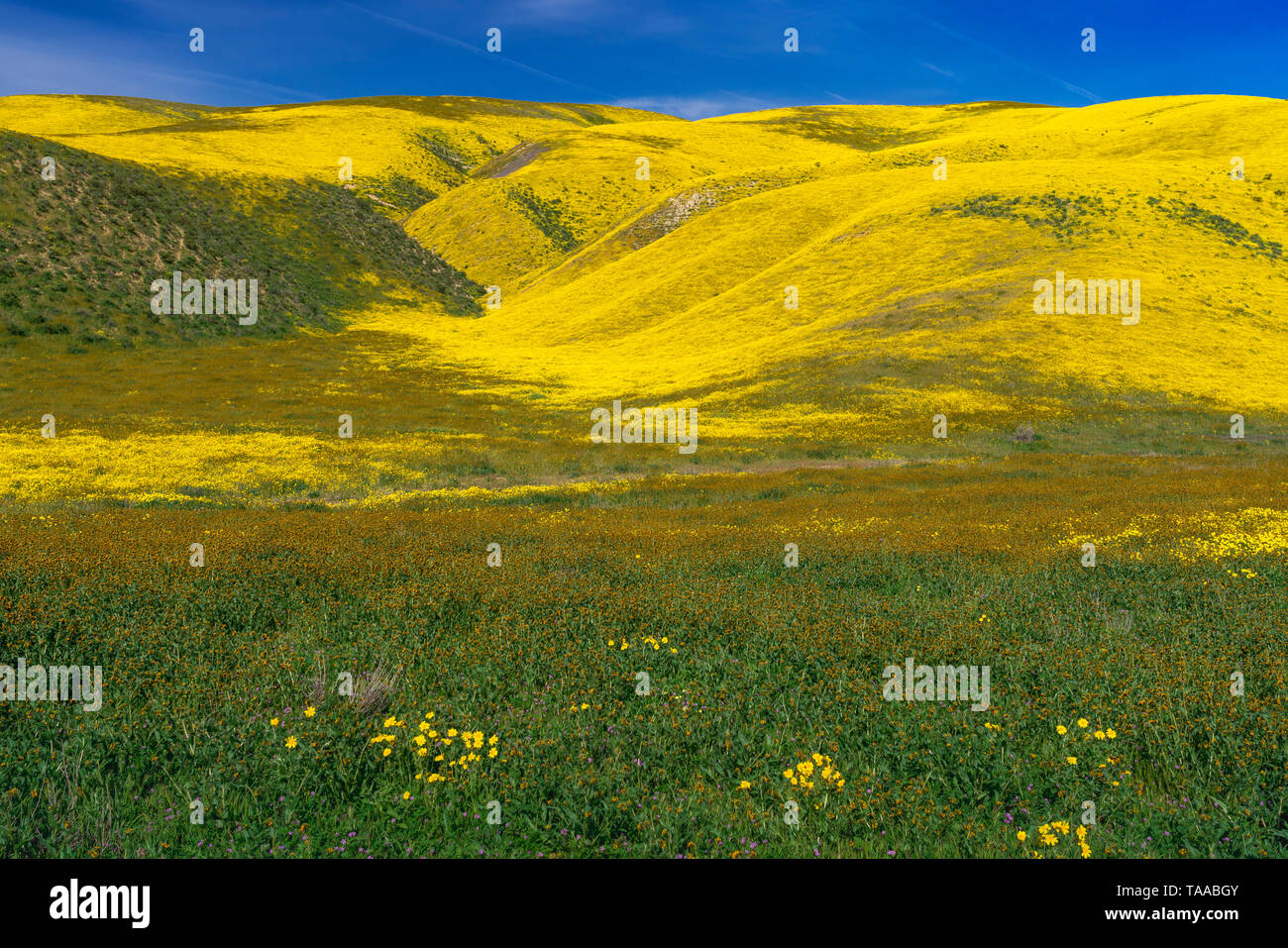La Plaine Carizzo National Monument avec fleurs sauvages des 2019 Superbloom, Californie, USA. Banque D'Images