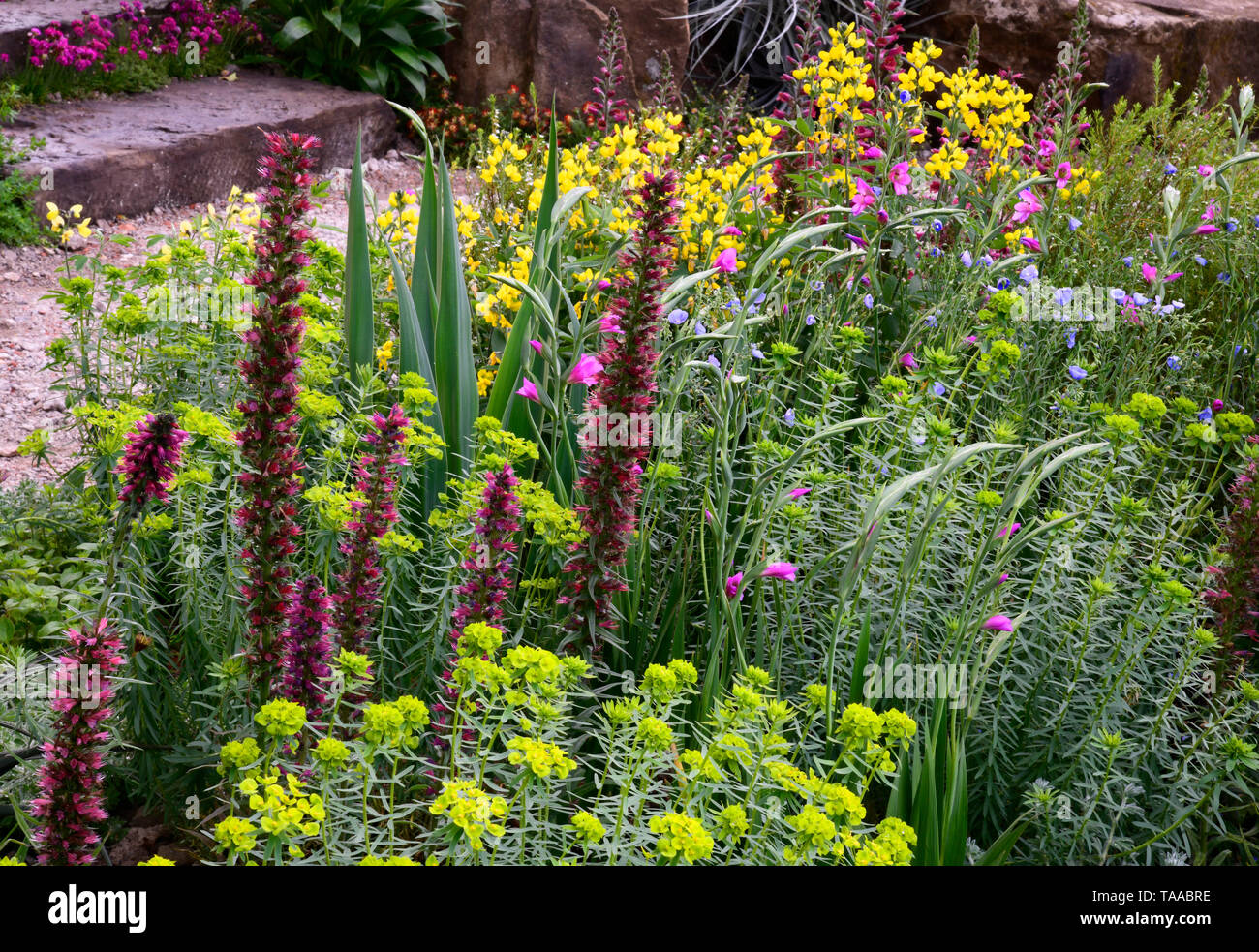 Un gros plan d'Echium russicum (rouge fleur du viper et Euphorbia palustris dans la résilience jardin conçu par Sarah Eberle au RHS Chelsea Flow Banque D'Images