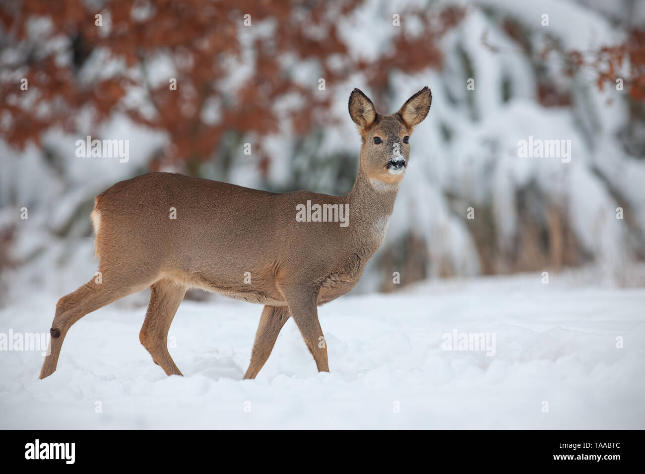 Chevreuil, Capreolus capreolus, dans la neige en hiver. Banque D'Images