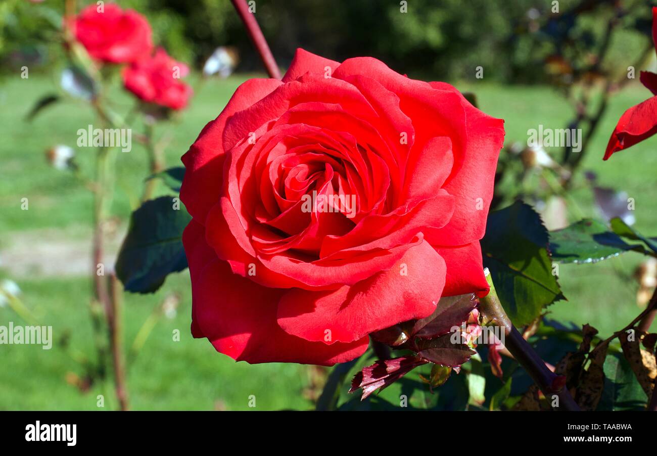 Patio Prince rose rouge sur un arbre, fleurs rouge velouté foncé. Idéal pour les pots. Fleurs du printemps à l'automne. Banque D'Images