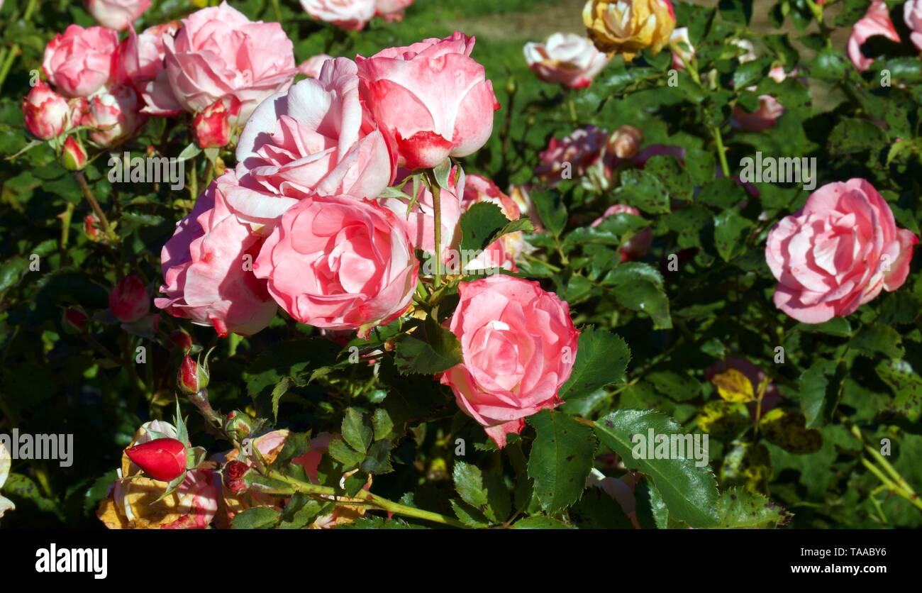 Annie's Girl, Clusters de rose avec un coeur d'abricot. Doucement parfumé et très florifère tout au long de la saison. Feuillage sain robuste. Banque D'Images