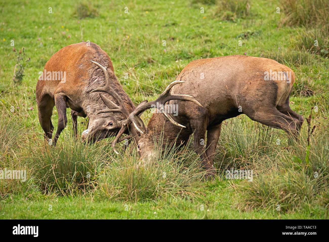 Red Deer (Cervus elaphus, lutte durant le rut. Banque D'Images